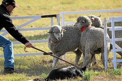 Groot skaaphond kompetisie word gehou